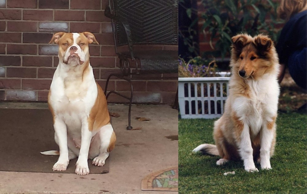 Rough Collie vs Alapaha Blue Blood Bulldog - Breed Comparison