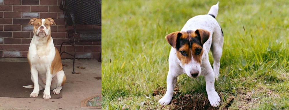Russell Terrier vs Alapaha Blue Blood Bulldog - Breed Comparison