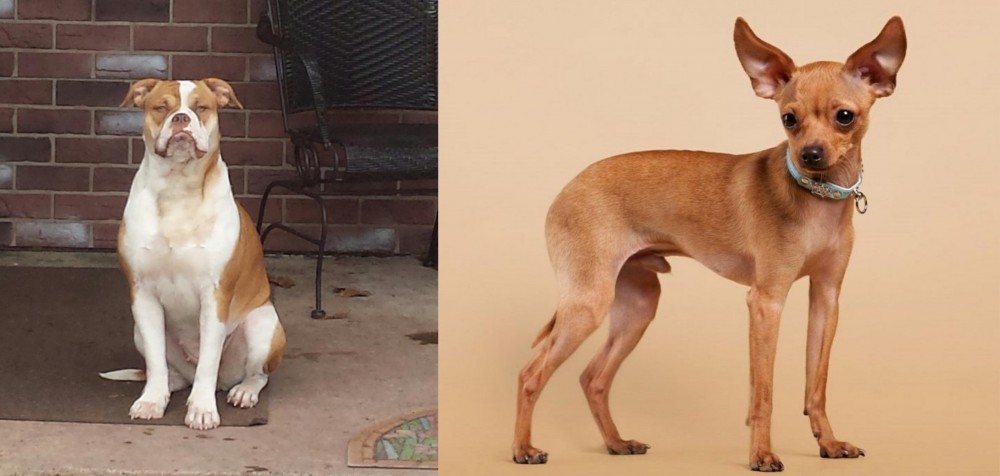 Russian Toy Terrier vs Alapaha Blue Blood Bulldog - Breed Comparison