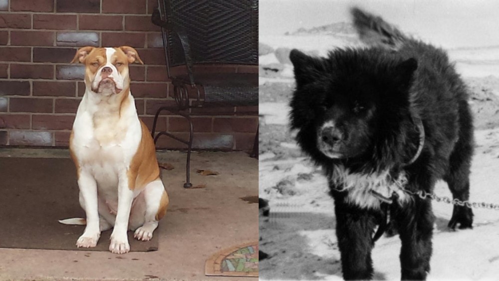 Sakhalin Husky vs Alapaha Blue Blood Bulldog - Breed Comparison