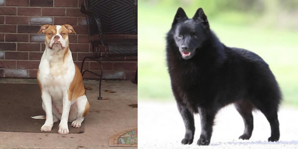 Schipperke vs Alapaha Blue Blood Bulldog - Breed Comparison