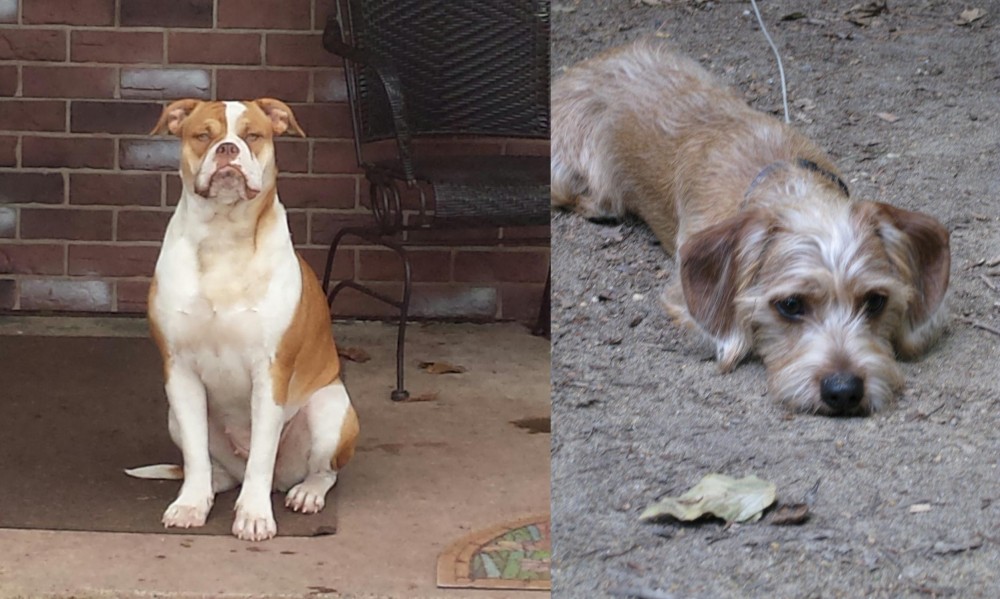 Schweenie vs Alapaha Blue Blood Bulldog - Breed Comparison