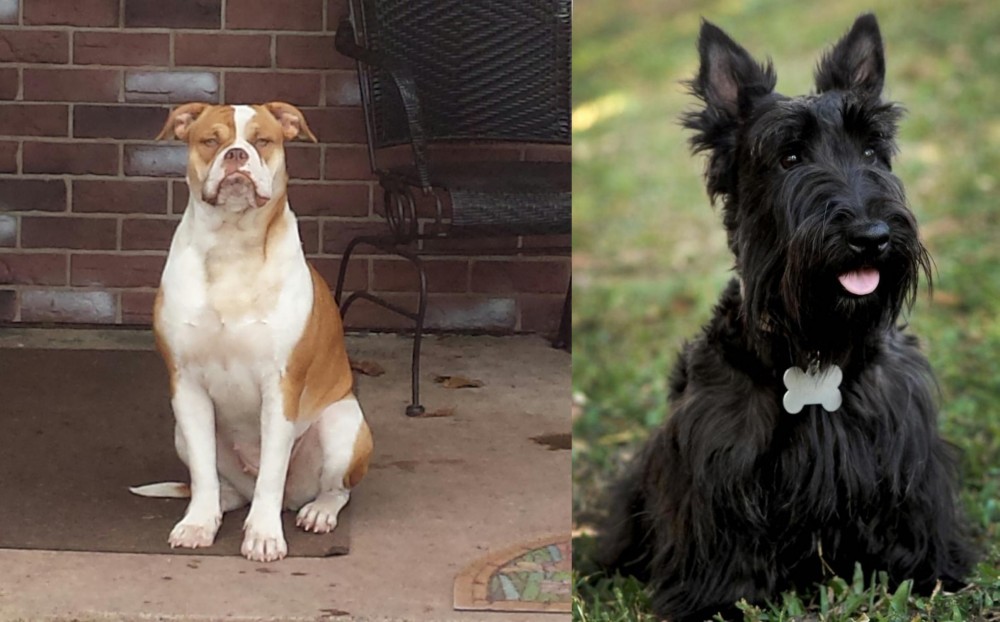 Scoland Terrier vs Alapaha Blue Blood Bulldog - Breed Comparison