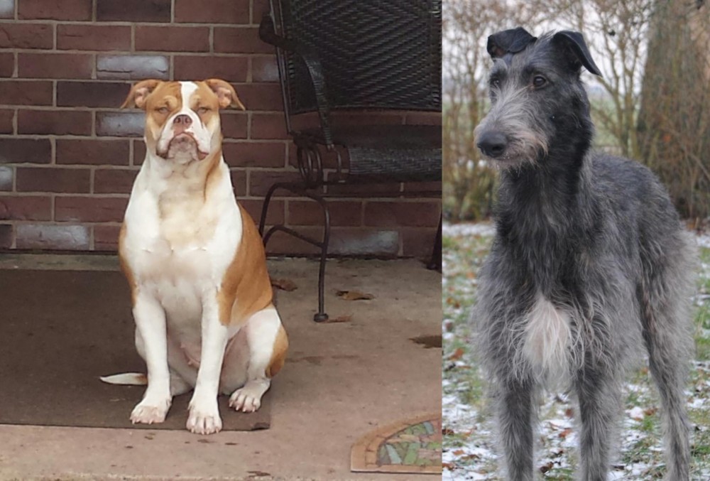 Scottish Deerhound vs Alapaha Blue Blood Bulldog - Breed Comparison