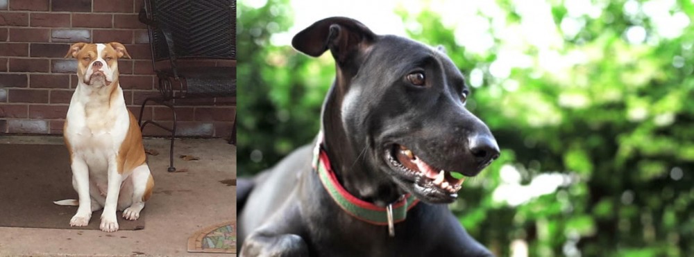 Shepard Labrador vs Alapaha Blue Blood Bulldog - Breed Comparison