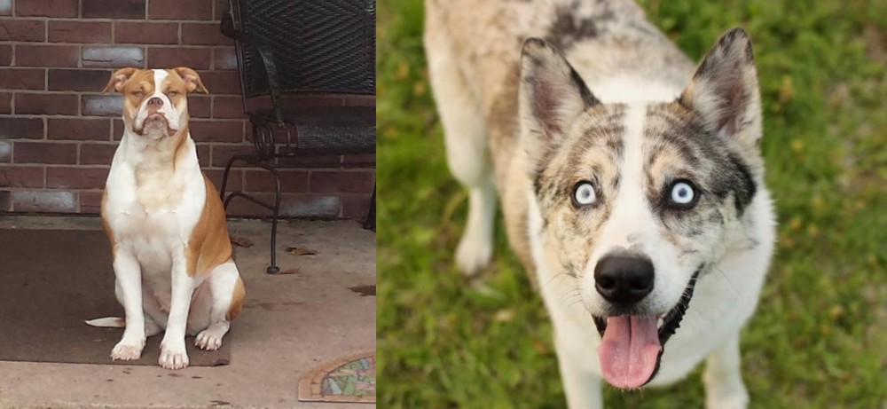 Shepherd Husky vs Alapaha Blue Blood Bulldog - Breed Comparison