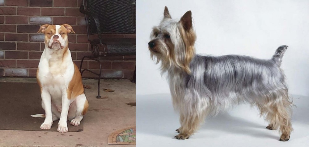 Silky Terrier vs Alapaha Blue Blood Bulldog - Breed Comparison