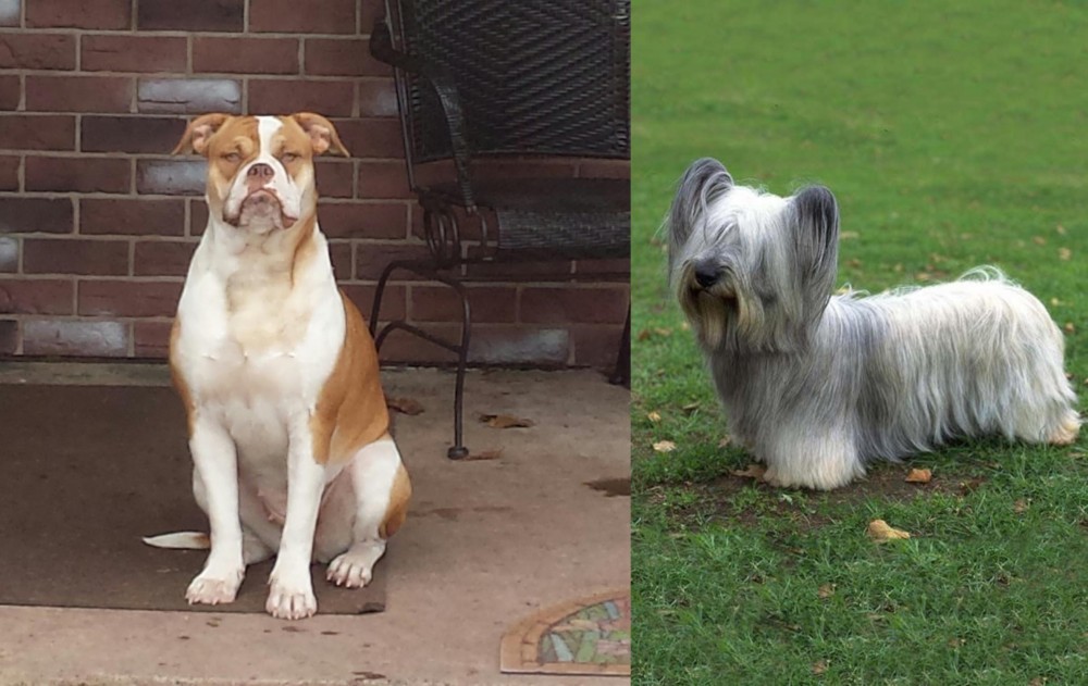 Skye Terrier vs Alapaha Blue Blood Bulldog - Breed Comparison