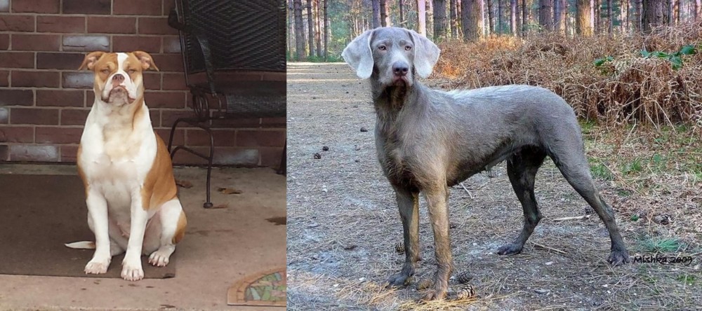 Slovensky Hrubosrsty Stavac vs Alapaha Blue Blood Bulldog - Breed Comparison