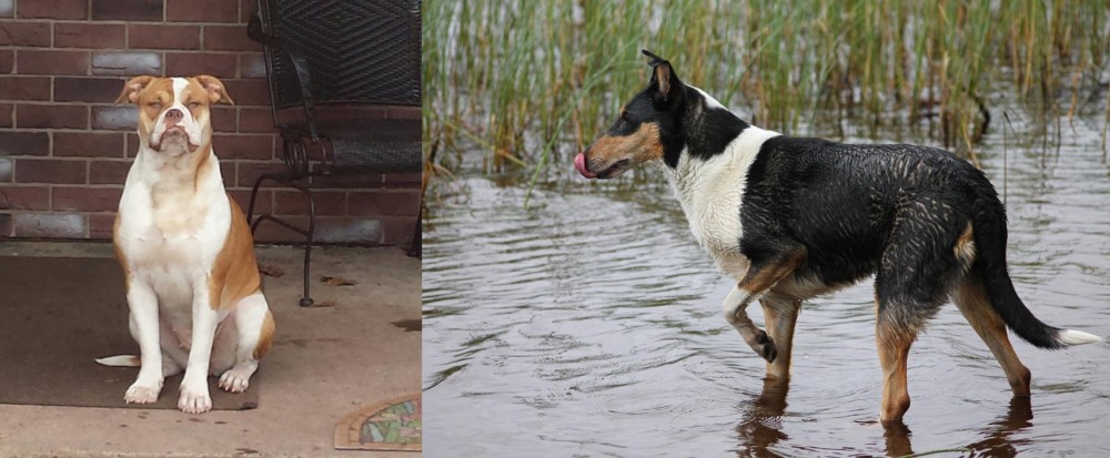 Smooth Collie vs Alapaha Blue Blood Bulldog - Breed Comparison