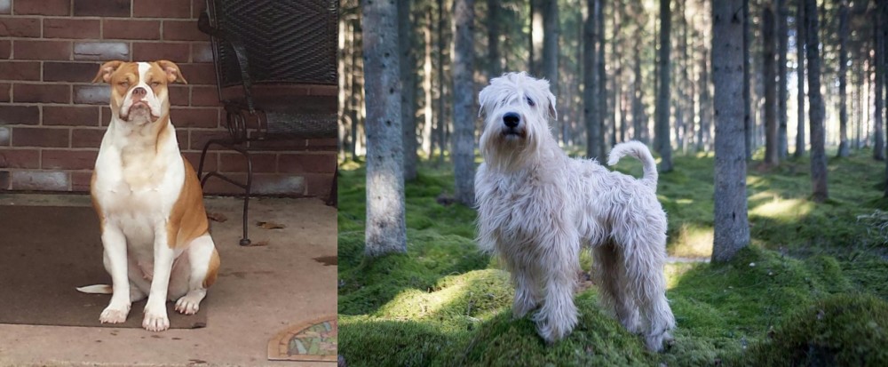 Soft-Coated Wheaten Terrier vs Alapaha Blue Blood Bulldog - Breed Comparison