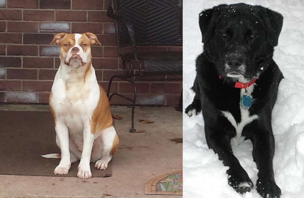 St. John's Water Dog vs Alapaha Blue Blood Bulldog - Breed Comparison