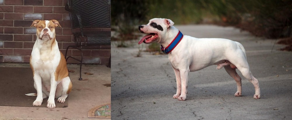 Staffordshire Bull Terrier vs Alapaha Blue Blood Bulldog - Breed Comparison