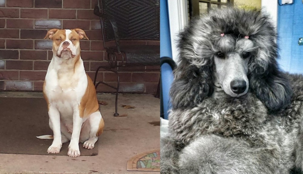 Standard Poodle vs Alapaha Blue Blood Bulldog - Breed Comparison