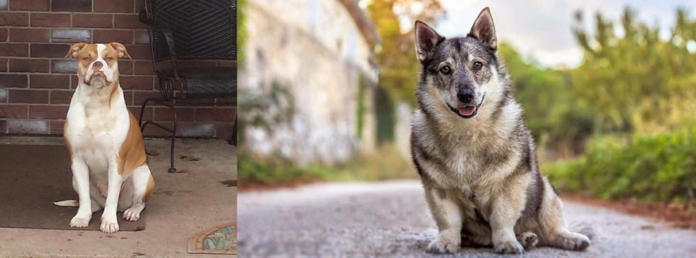 Swedish Vallhund vs Alapaha Blue Blood Bulldog - Breed Comparison
