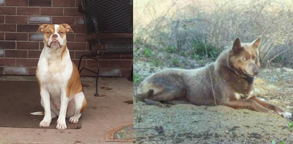 Tahltan Bear Dog vs Alapaha Blue Blood Bulldog - Breed Comparison
