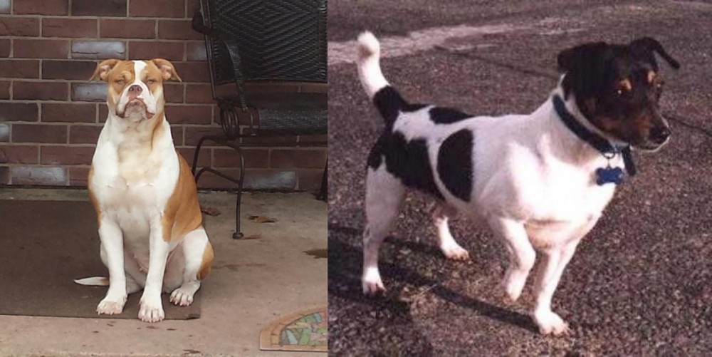 Teddy Roosevelt Terrier vs Alapaha Blue Blood Bulldog - Breed Comparison