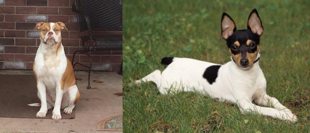 Toy Fox Terrier vs Alapaha Blue Blood Bulldog - Breed Comparison