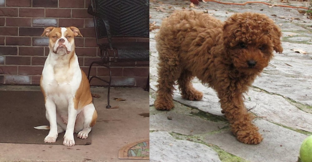 Toy Poodle vs Alapaha Blue Blood Bulldog - Breed Comparison