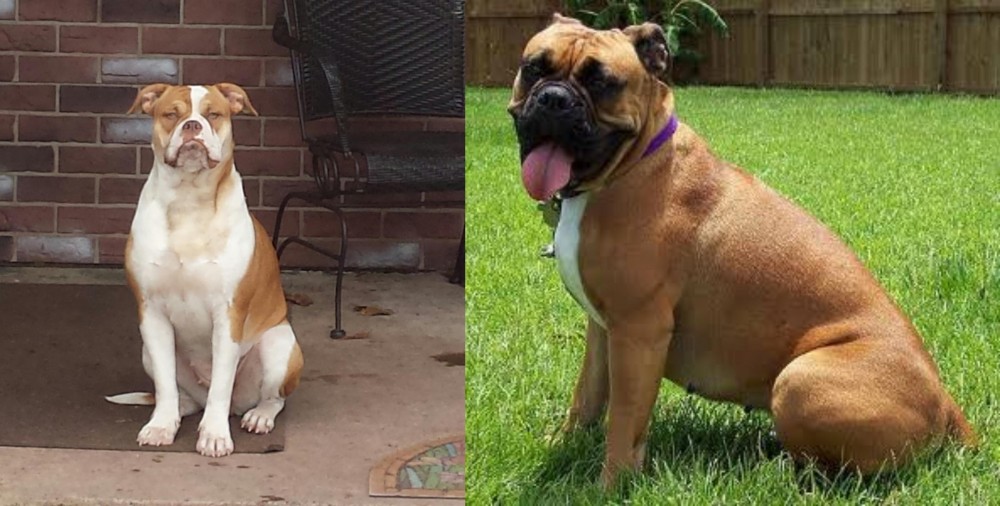 Valley Bulldog vs Alapaha Blue Blood Bulldog - Breed Comparison