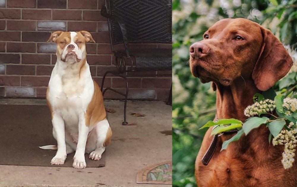 Vizsla vs Alapaha Blue Blood Bulldog - Breed Comparison