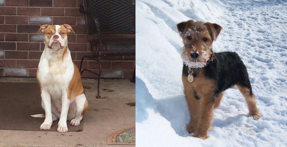 Welsh Terrier vs Alapaha Blue Blood Bulldog - Breed Comparison