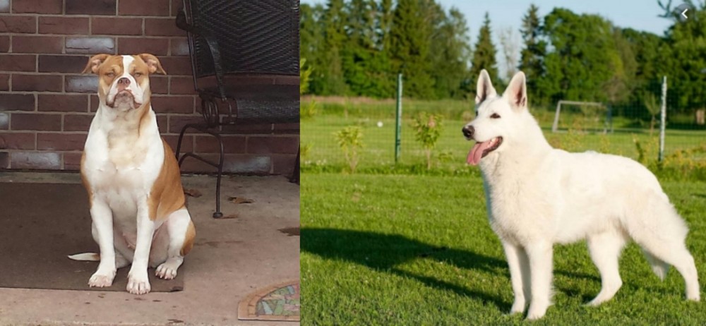 White Shepherd vs Alapaha Blue Blood Bulldog - Breed Comparison