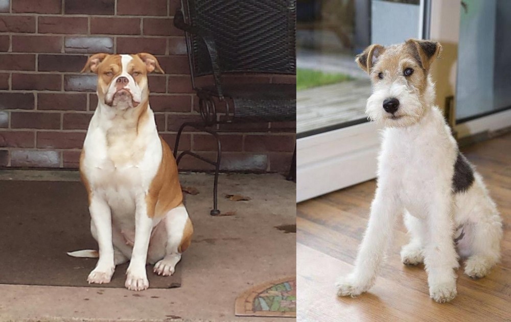 Wire Fox Terrier vs Alapaha Blue Blood Bulldog - Breed Comparison