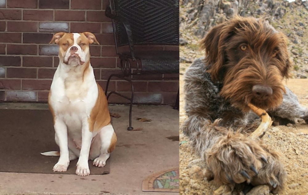 Wirehaired Pointing Griffon vs Alapaha Blue Blood Bulldog - Breed Comparison