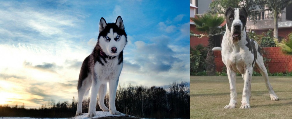Alangu Mastiff vs Alaskan Husky - Breed Comparison