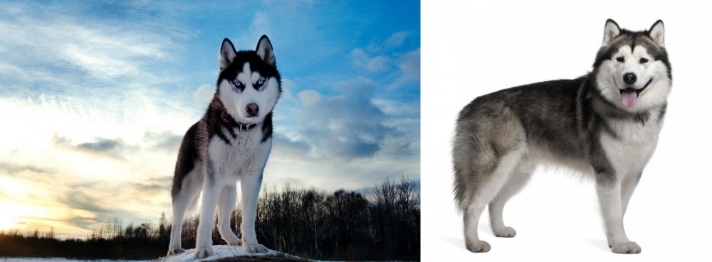 Alaskan Malamute vs Alaskan Husky - Breed Comparison