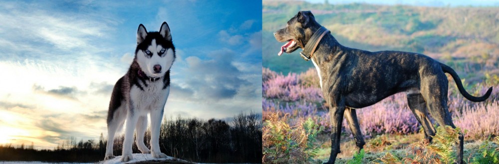 Alaunt vs Alaskan Husky - Breed Comparison