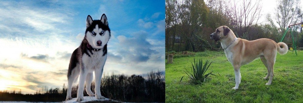 Anatolian Shepherd vs Alaskan Husky - Breed Comparison