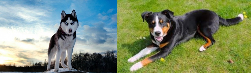 Appenzell Mountain Dog vs Alaskan Husky - Breed Comparison