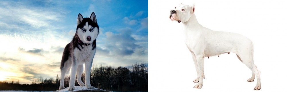 Argentine Dogo vs Alaskan Husky - Breed Comparison