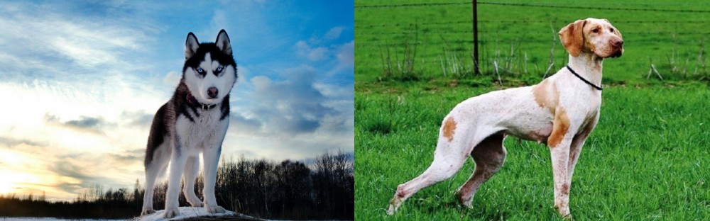 Ariege Pointer vs Alaskan Husky - Breed Comparison