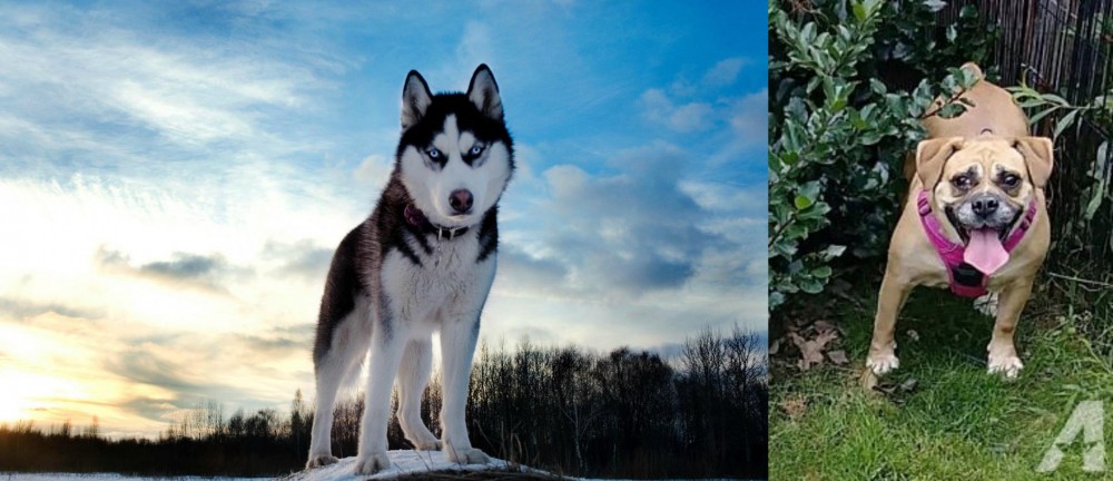 Beabull vs Alaskan Husky - Breed Comparison