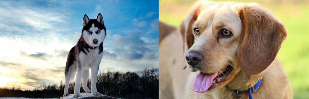 Beago vs Alaskan Husky - Breed Comparison