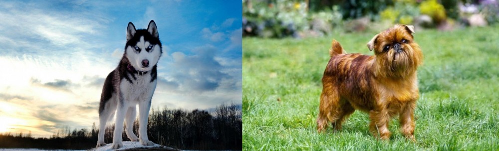 Belgian Griffon vs Alaskan Husky - Breed Comparison