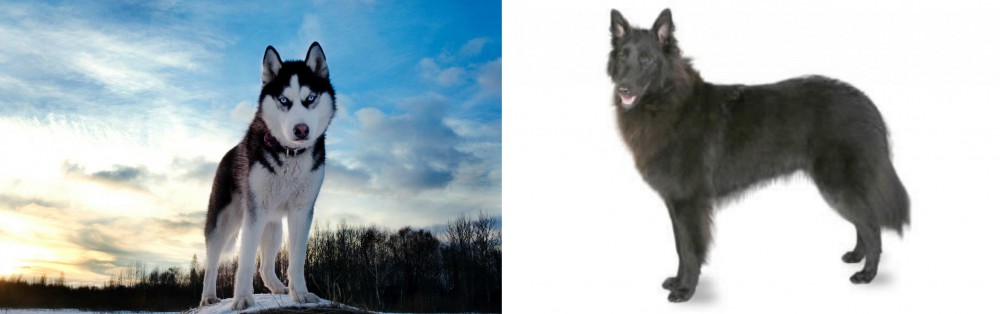 Belgian Shepherd vs Alaskan Husky - Breed Comparison