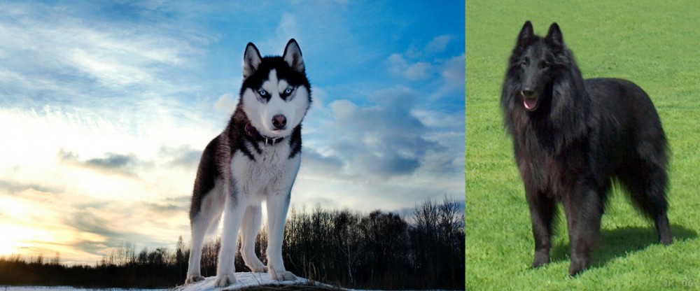 Belgian Shepherd Dog (Groenendael) vs Alaskan Husky - Breed Comparison