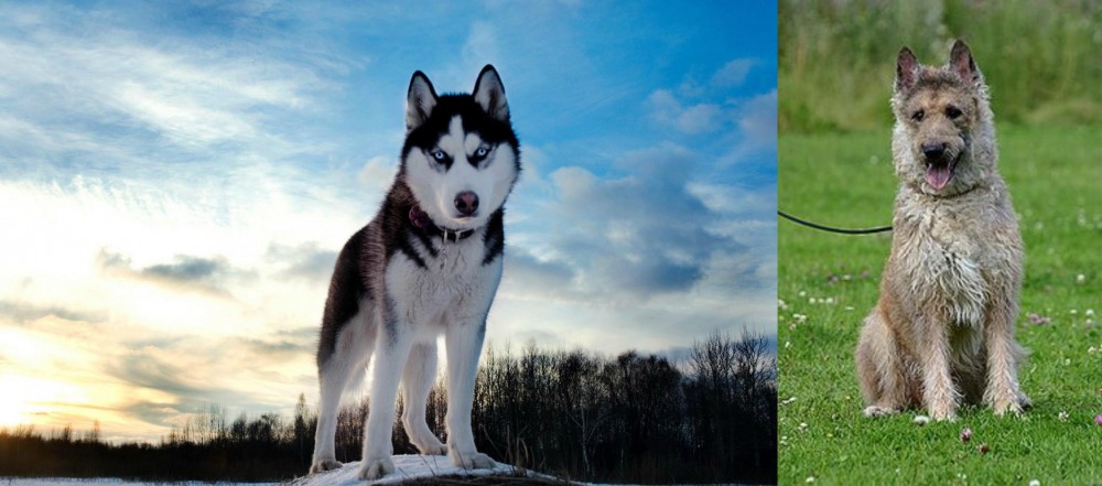 Belgian Shepherd Dog (Laekenois) vs Alaskan Husky - Breed Comparison