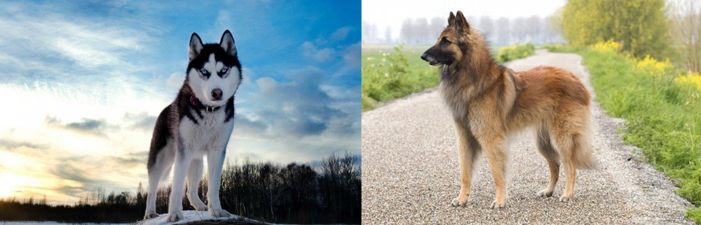 Belgian Shepherd Dog (Tervuren) vs Alaskan Husky - Breed Comparison