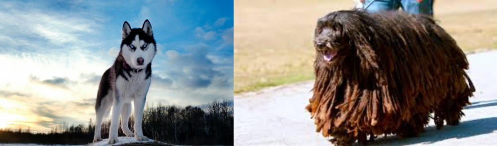 Bergamasco vs Alaskan Husky - Breed Comparison