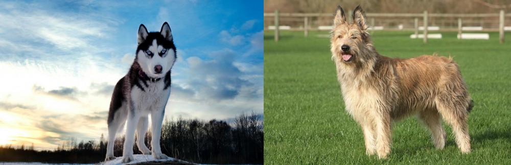 Berger Picard vs Alaskan Husky - Breed Comparison
