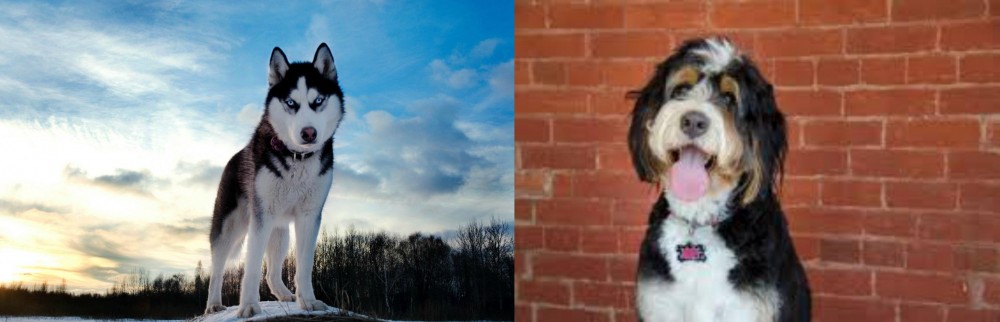 Bernedoodle vs Alaskan Husky - Breed Comparison