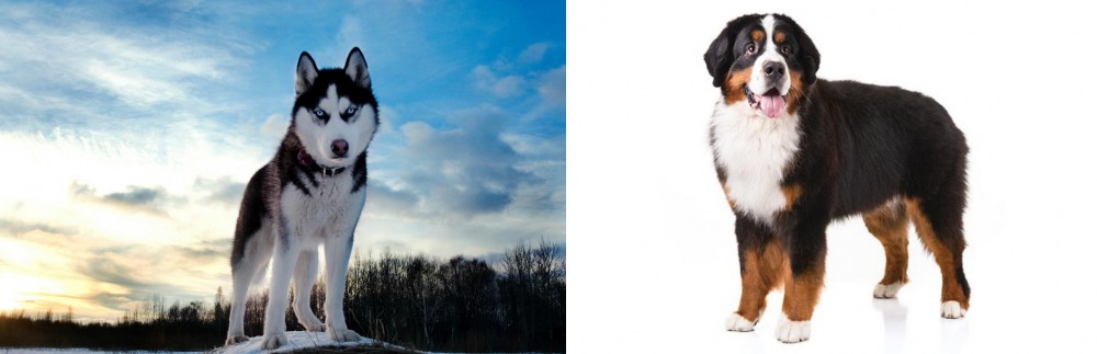 Bernese Mountain Dog vs Alaskan Husky - Breed Comparison