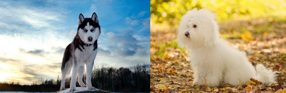 Bichon Bolognese vs Alaskan Husky - Breed Comparison