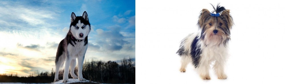 Biewer vs Alaskan Husky - Breed Comparison