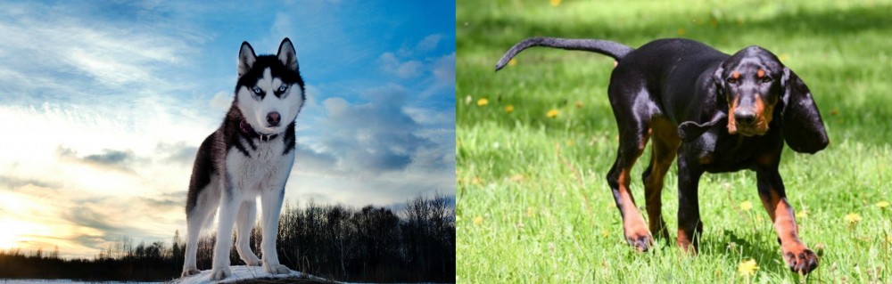 Black and Tan Coonhound vs Alaskan Husky - Breed Comparison